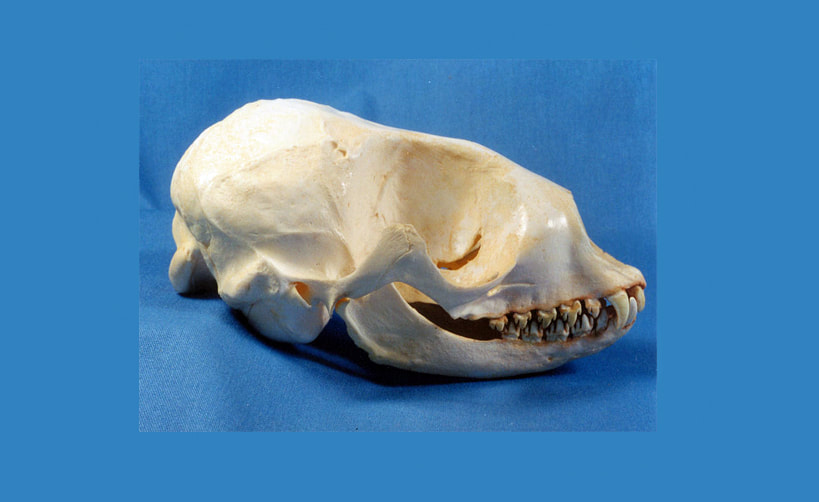 Baikal Seal Skull Replica SkeletonsAndSkullsSuperstore