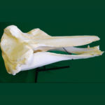 bairds beaked whale skull