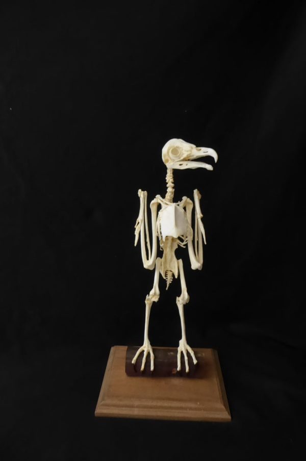 barn owl skeleton replica AA308