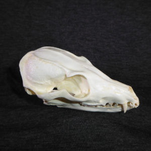 bat-eared-fox-skull-replica