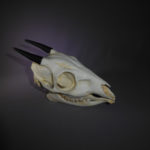 bay duiker skull replica