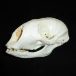 bearded-seal-skull-replica-CA09790