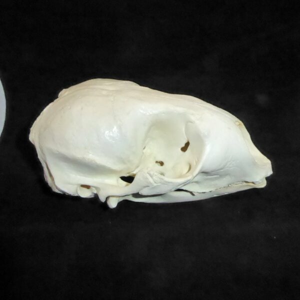 bearded seal skull replica right CA09790