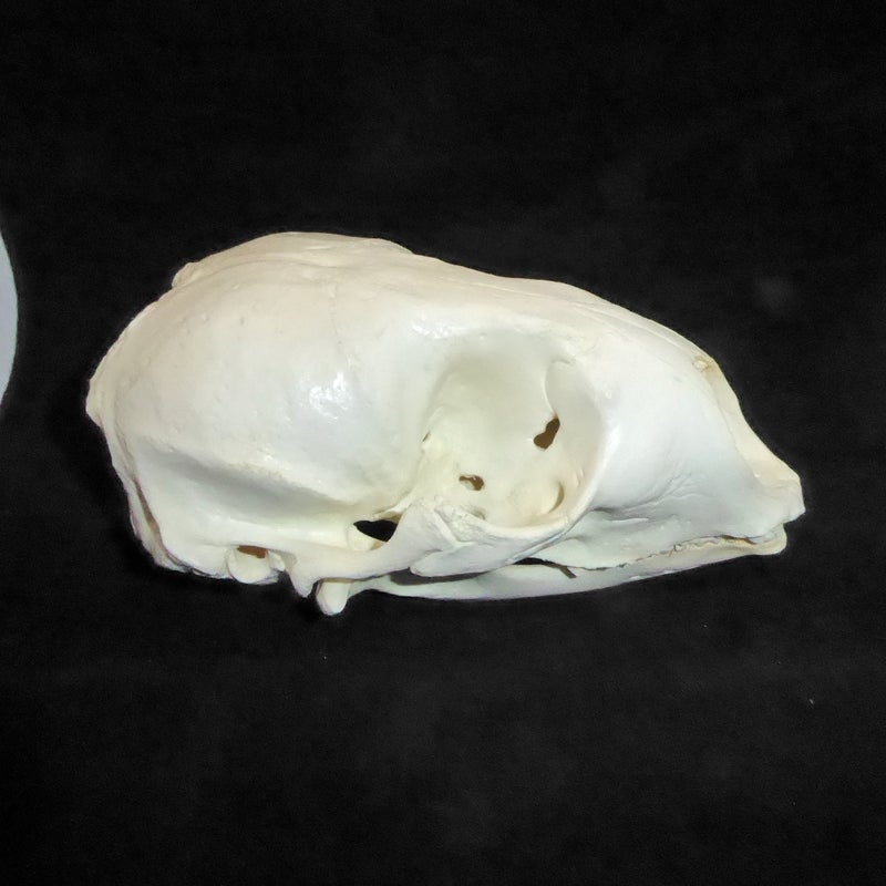 bearded-seal-skull-replica-right-CA09790