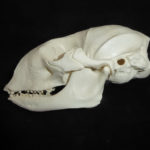 bearded-seal-skull-replica-side-view-CA09790