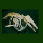 beluga-whale-articulated-skeleton-AA313
