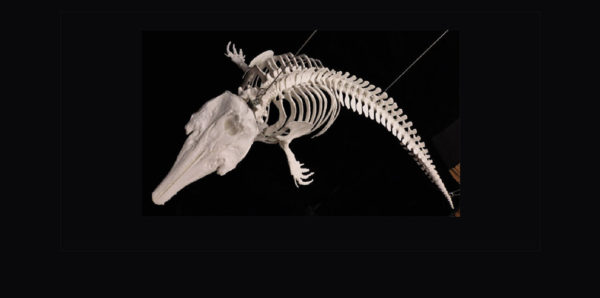 beluga whale articulated skeleton showing mounting