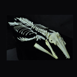 beluga whale disarticulated skeleton