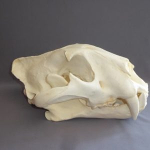 bengal tiger male skull replica