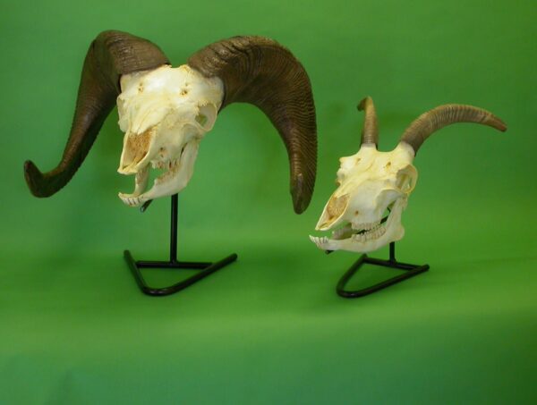 bighorn female sheep skull replica ca00332