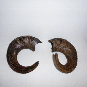 bighorn sheep male horns