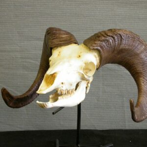 bighorn sheep male skull replica left