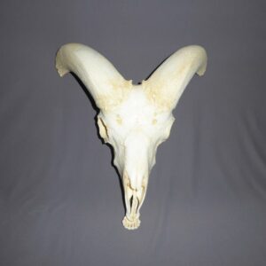 bighorn sheep male skull replica without horns