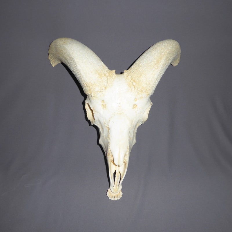 bighorn-sheep-male-skull-replica-without-horns