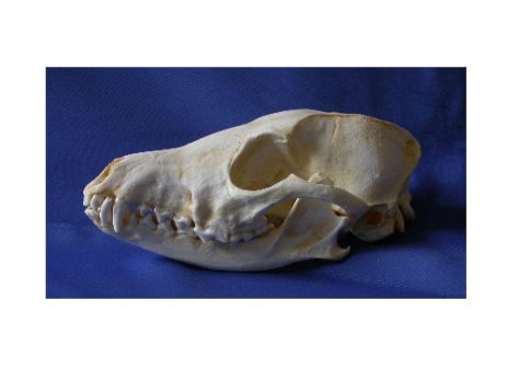 Black-Backed Female Jackal Skull | Skeletons and Skulls Superstore