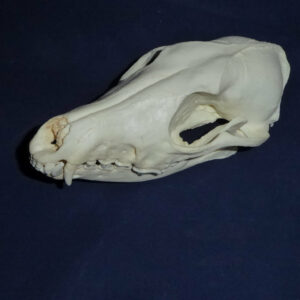 black backed female jackal skull replica facing left