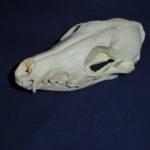 black-backed-female-jackal-skull-facing-left-CA50002