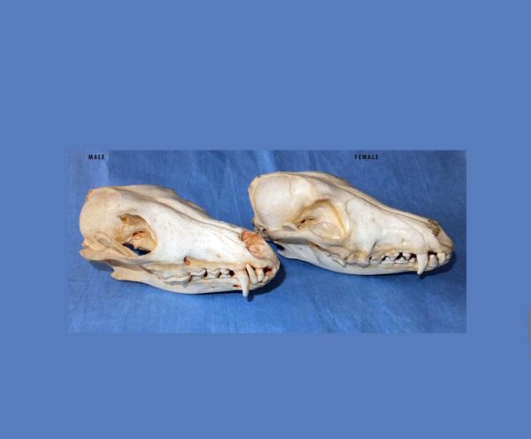 black backed female skull replica with male