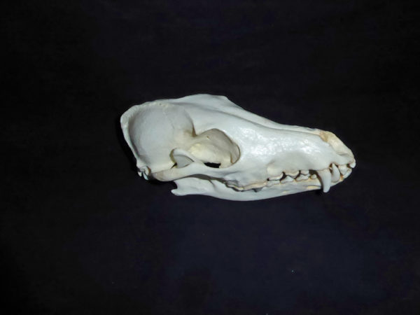 black backed male jackal skull