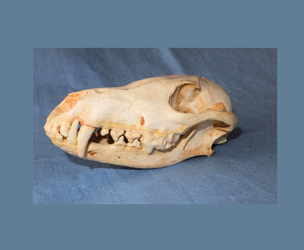 Black-Backed Male Jackal Skull | Skeletons and Skulls Superstore