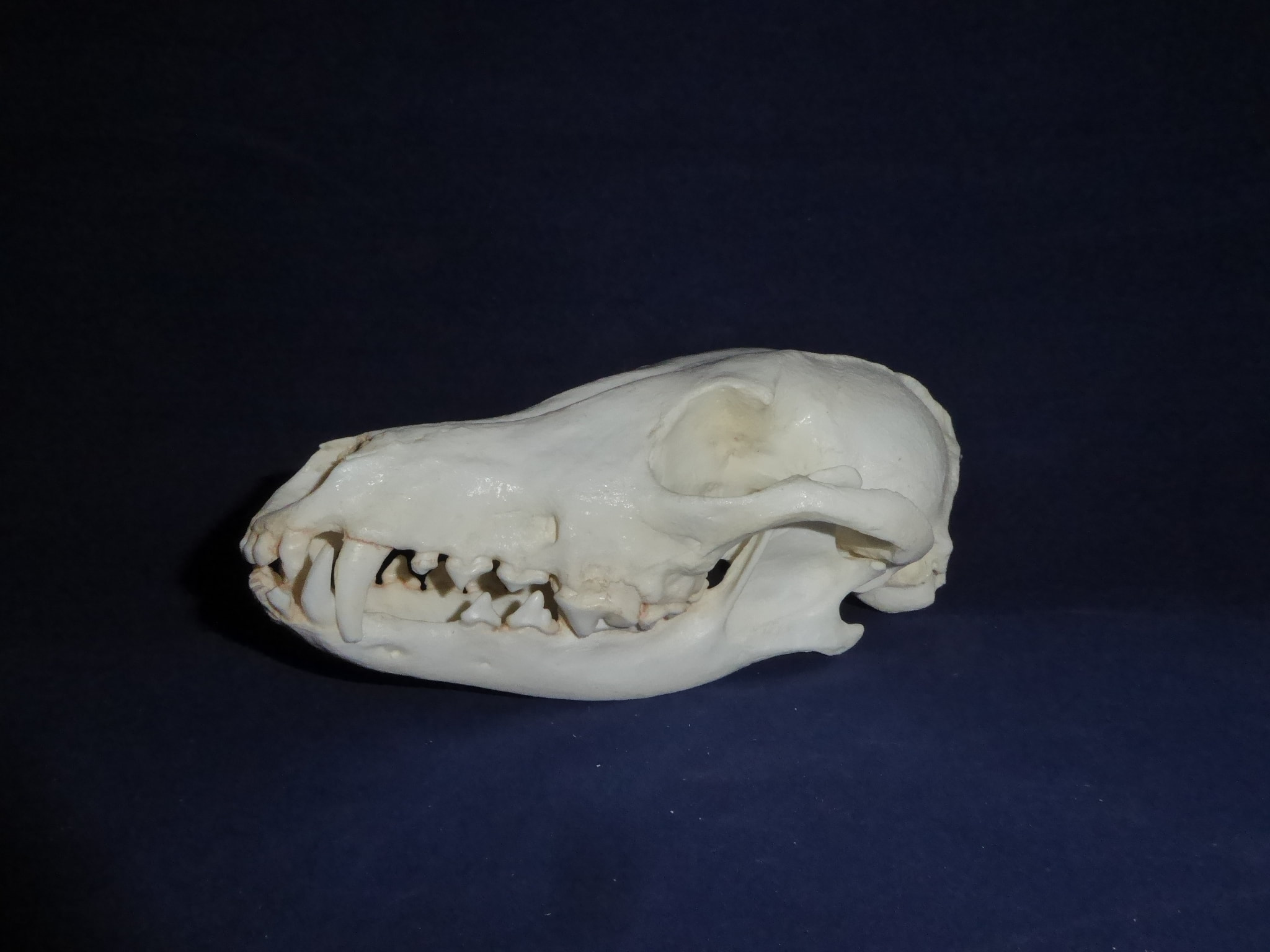 Black-Backed Male Jackal Skull - Skeletons and Skulls Superstore