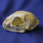black footed cat skull
