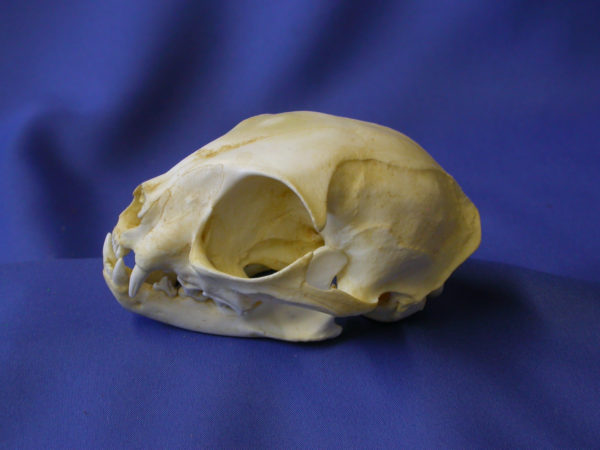 black footed cat skull