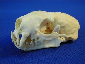 Black Footed Ferret Skull