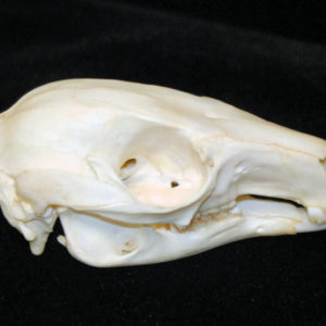 black forest wallaby skull