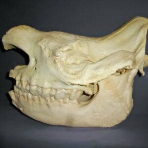 black rhinoceros male skull replica