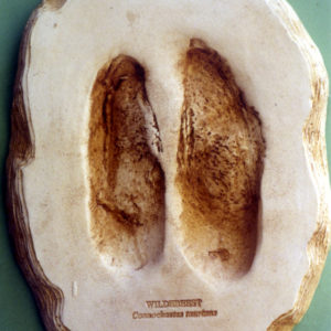 blue wildebeest footprint cast
