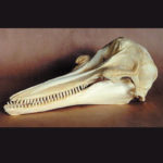 bottlenose-dolphin-skull-replica-RS071