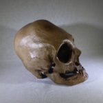 bound-peruvian-skull-replica-H101