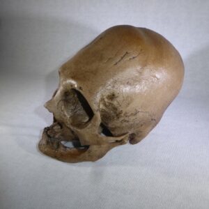 bound peruvian skull replica facing left H101