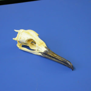 brandts cormorant female skull