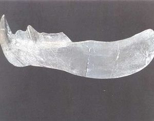 Dunkleosteus Fish Cast Model Replica
