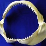 bull-shark-requiem-shark-jaws-replica_rs456J-nKuBh-WBRvx-bOGpD