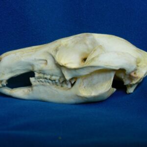 bush tailed female rock wallaby skull replica