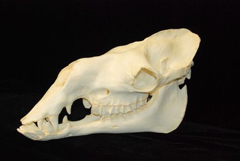 Dromedary Camel Skull Replica