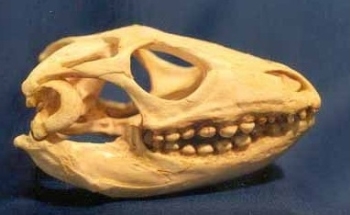 Caiman Lizard Skull Replica