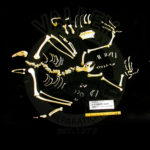 california-condor-disarticulated-skeleton-AA307D