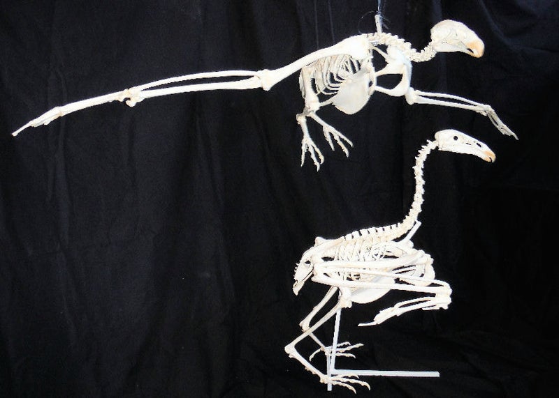 california-condor-flying-skeleton-replica-AA307