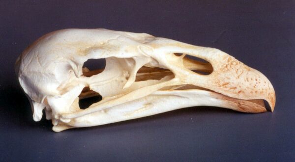 california condor skull close up AA307S