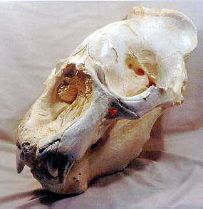 california elephant seal skull