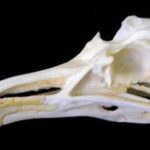 california-gull-skull-replica-RS431-wXnlk-HbUjH-TjpHu