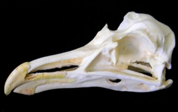 California Gull Skull
