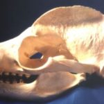 California Sea Lion Male Skull