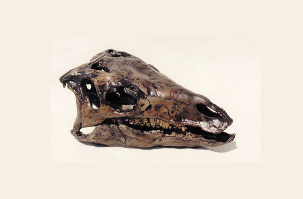 camptosaur dinosaur skull replica