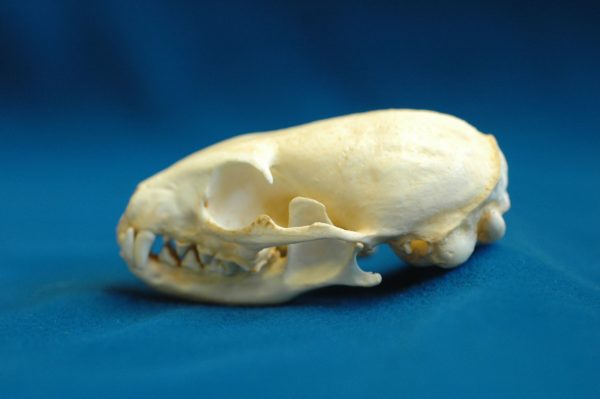 cape gray mongoose skull