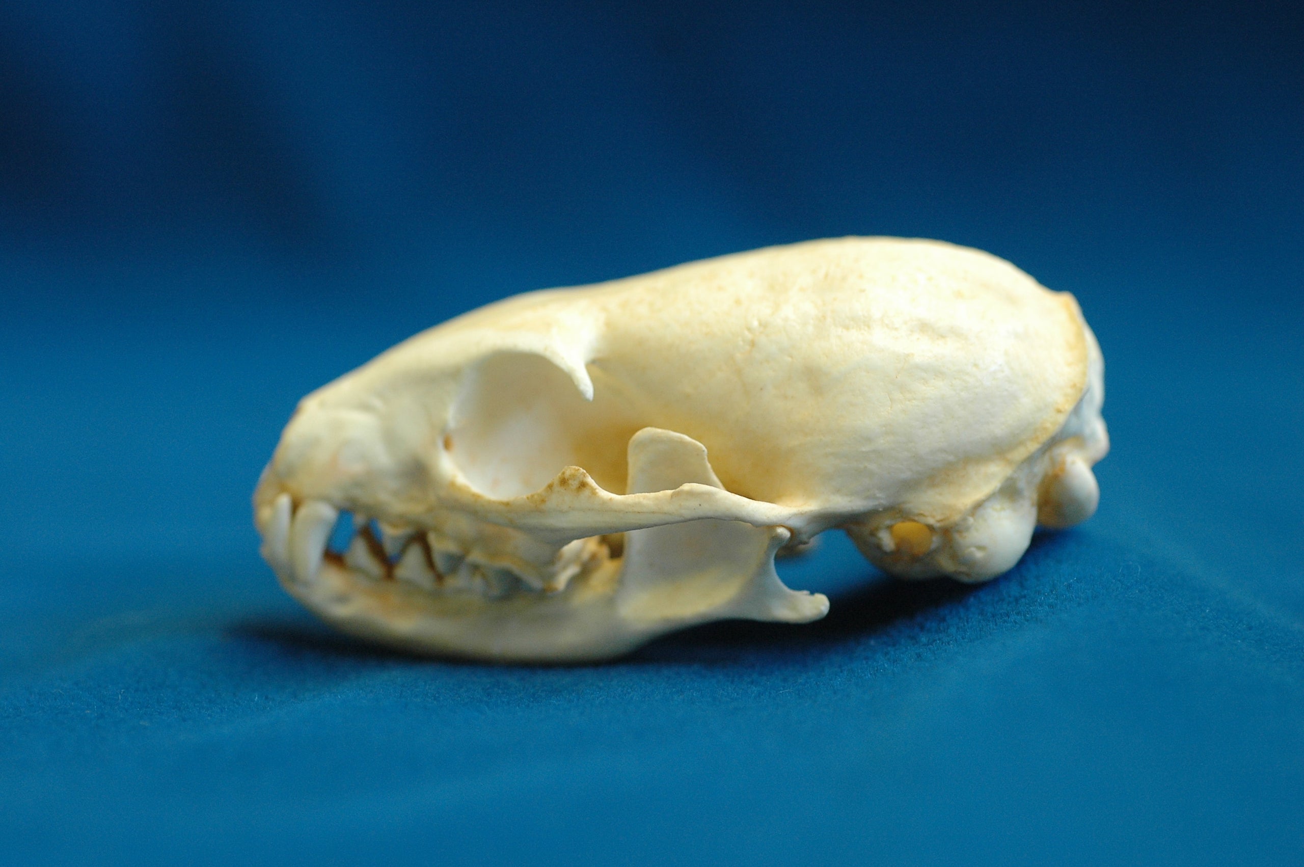 Cape Gray Mongoose Skull SkeletonsAndSkullsSuperstore